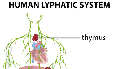 Andrej Medveď - Prečo  je lymfatický systém dôležitý  pre celkové zdravie človeka ?
