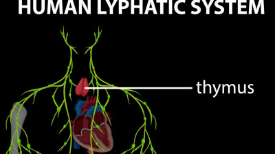 Andrej Medveď - Pociťujete únavu? Zhoršuje sa vám celulitída? Častejšie vám opúchajú nohy, tvár, prsty? Zadržiavate veľmi vodu? Pomalšie sa vám hoja rany alebo sa vám tvoria modriny? Môže to signalizovať preťaženie veľmi dôležitého telesného systému.
