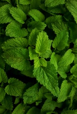 Andrej Medveď - Melissen-Basentabletten a jeho účinky