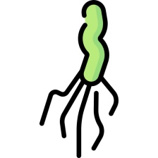 - Helikobakterpylori