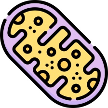 - Poškodené mitochondrie u detí