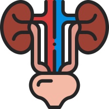 - Močové cesty, akútne i chronické zápaly, baktérie v močovom trakte a iné